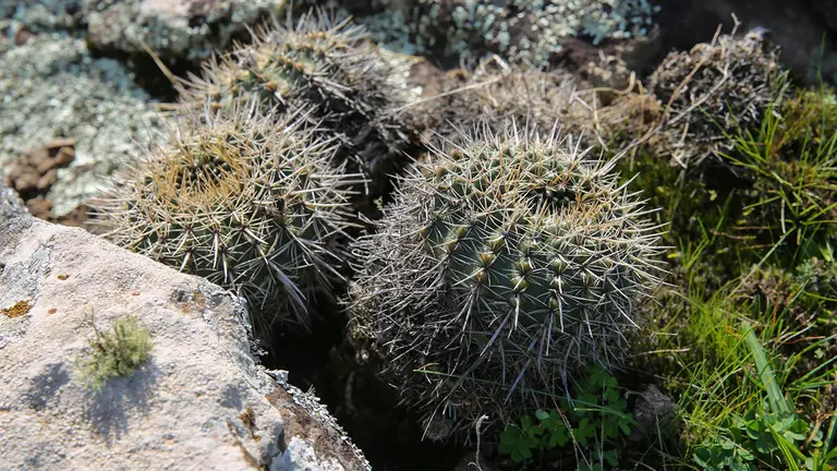 Vista de un cactus en el paisaje protegido Valle del Lunarejo, el 2 de julio de 2023 en el departamento de Rivera (Uruguay)./ EFE