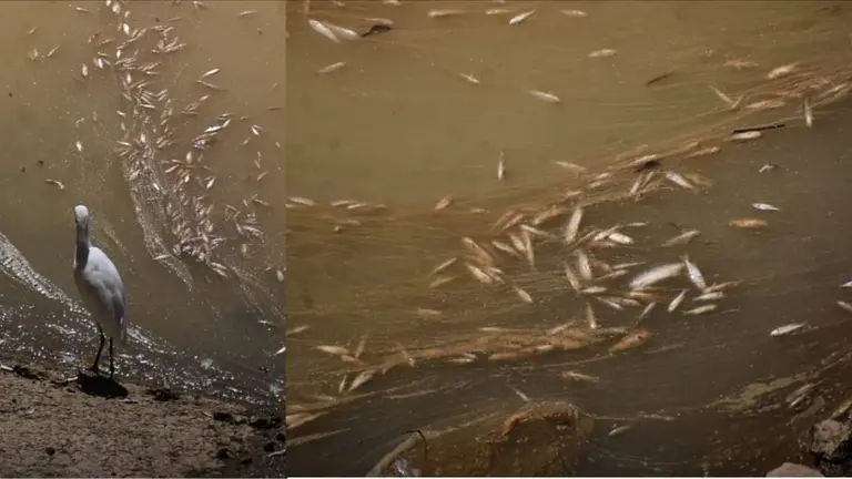 Gran cantidad de peces muertos detr&aacute;s de la compuerta de La Angostura. DICO SOL&Iacute;S