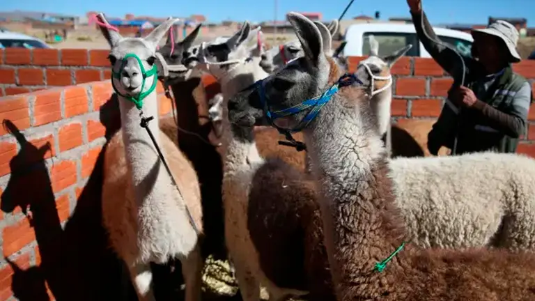 Fotograf&iacute;a que muestra llamas durante una feria de cam&eacute;lidos. EFE