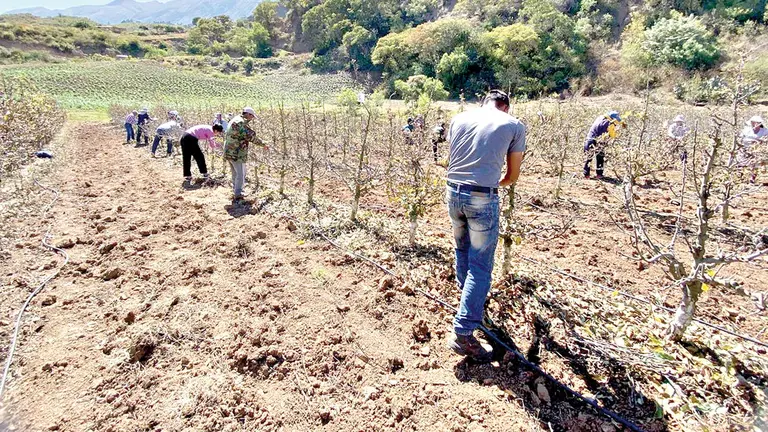 Áreas productivas en el municipio de Pojo.  / ALCALDÍA DE POJO