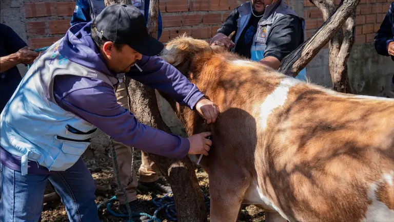 Alcald&iacute;a y Zoonosis desparasitan y vitaminizan a ganado bovino de engorde en el Distrito 13./ Alcald&iacute;a de Cochabamba.