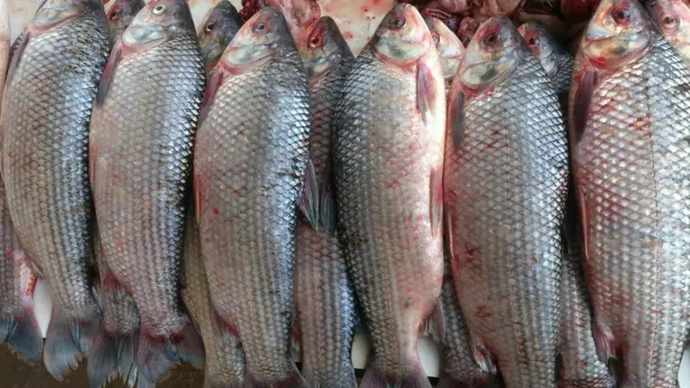 Hallan altos niveles de mercurio y plomo en pescados del r&iacute;o Pilcomayo