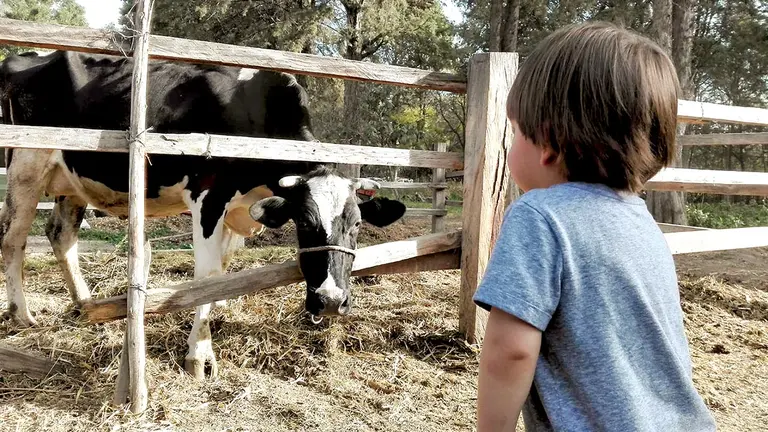 Bruno Segovia observa a una vaca en un espacio de la granja Polen./  JORGE FERNÁNDEZ B.