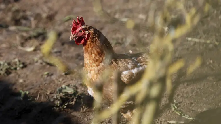 La gripe aviar fue controlada en Argentina./ EFE