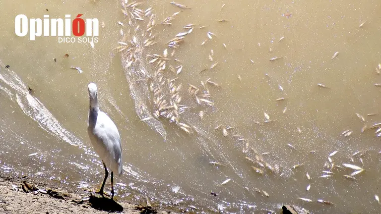 Los peces muertos encontrados en la represa de La Angostura, en d&iacute;as anteriores./ DICO SOL&Iacute;S