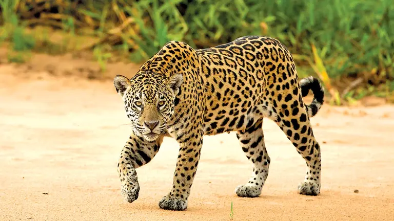 El jaguar es considerado el felino m&aacute;s grande de Am&eacute;rica. / CARLOS NAVARRO
