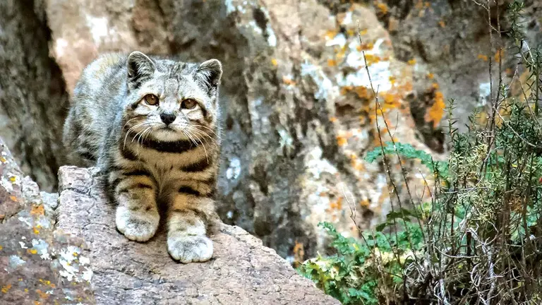 El gato andino (Leopardus jacobita) habita los sectores de roquedales y pr&oacute;ximos a bofedales, en las regiones peruanas de &Aacute;ncash, Jun&iacute;n, Ayacucho, Arequipa, Cusco, Moquegua, Puno y Tacna./ MONGABAY LATAM
