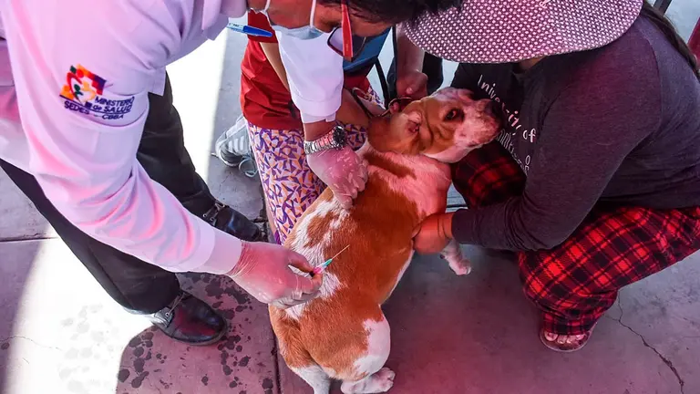 Vacunaci&oacute;n canina en Cochabamba, este domingo./ DICO SOL&Iacute;S