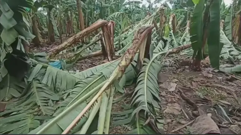 Plantaciones de banano afectadas por vientos huracanados. RADIO KAWSACHUN COCA