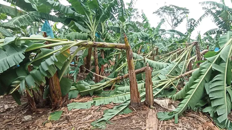 Plantaciones de banano dañadas por vientos huracanados en Shinahota. /  RADIO KAWSACHUN COCA
