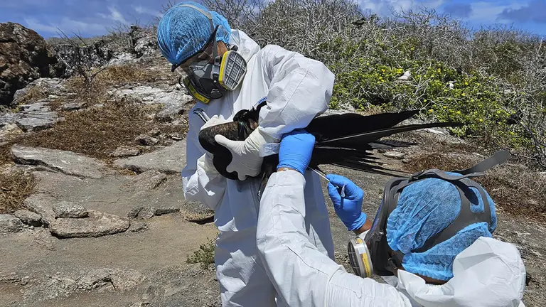 Fotograf&iacute;a cedida por el Parque Nacional Galapagos, donde se observa a un equipo de t&eacute;cnicos mientras examinan a una especie, el 18 de septiembre, en la isla Genovesa, que forma parte del archipi&eacute;lago de las islas Gal&aacute;pagos (Ecuador)./ EFE