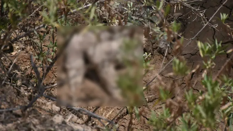El cuerpo sin vida, hallado en un canal de la OTB Santa Vera Cruz . DICO SOL&Iacute;S