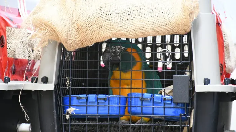 Uno de los ejemplares de paraba Frente Azul que fue repatriado. APG