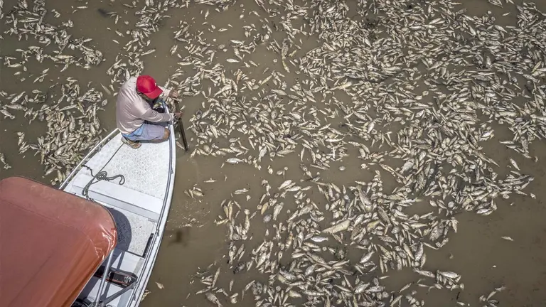 Fotografía aérea que muestra al barquero Paulo Monteiro da Cruz, mientras navega en su embarcación entre miles de peces muertos por el calor y la acidez del agua, en Manacapuru, Amazonas./ EFE