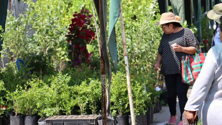 Realizan compras en la Feria de las Flores y las Plantas en Sacaba. ALCALD&Iacute;A DE SACABA
