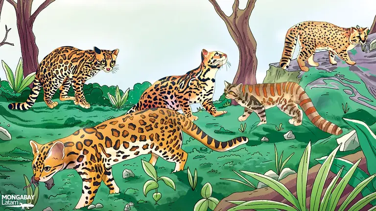 En Am&eacute;rica Latina habitan 17 especies de f&eacute;lidos, pero muchas est&aacute;n poco estudiadas por falta de recursos y investigadores./ Kipu Visual-MONGABAY LATAM