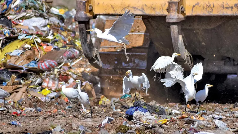 Garzas en el botadero de basura de Quillacollo./ DICO SOLÍS