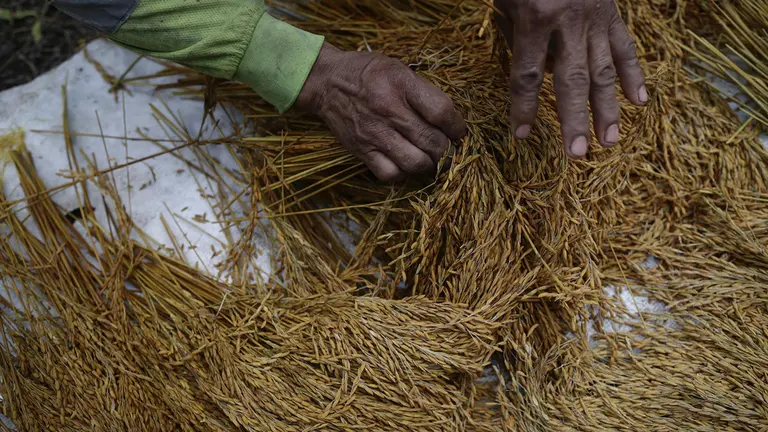 Imagen referencial de producci&oacute;n de arroz./ Archivo