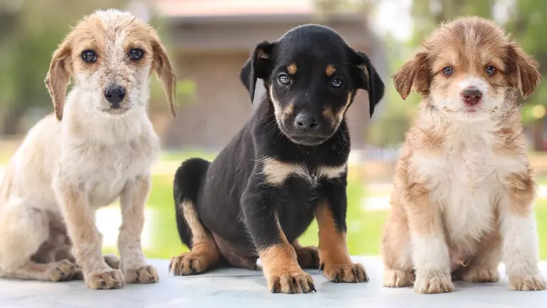 &lsquo;Ll&eacute;vame a tu hogar&rsquo;: m&aacute;s de 20 perros y gatos esperan una familia en el Centro de Adiestramiento