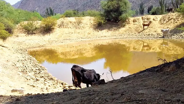 Ganado en un atajado con poca agua en Omereque./ ALCALD&Iacute;A DE OMEREQUE