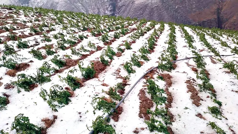 Campos afectados por la granizada del 22 de noviembre en Cocapata./ ALCALD&Iacute;A DE COCAPATA