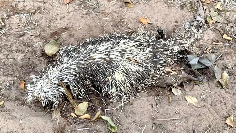 Un animal muerto en una de las &aacute;reas afectadas por los incendios./ Eliamne K. Guti&eacute;rrez