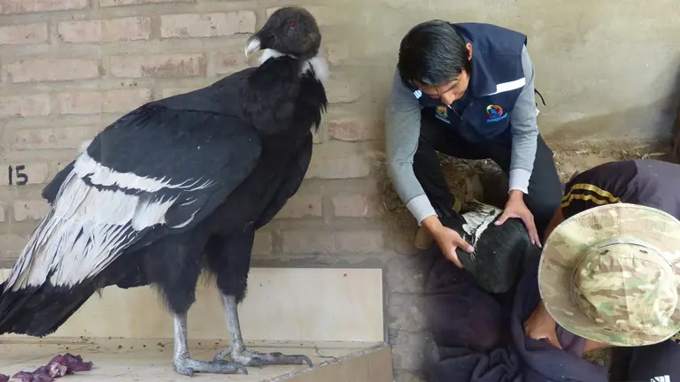 El c&oacute;ndor hembra rescatado en Vacas, Cochabamba. GOBERNACI&Oacute;N