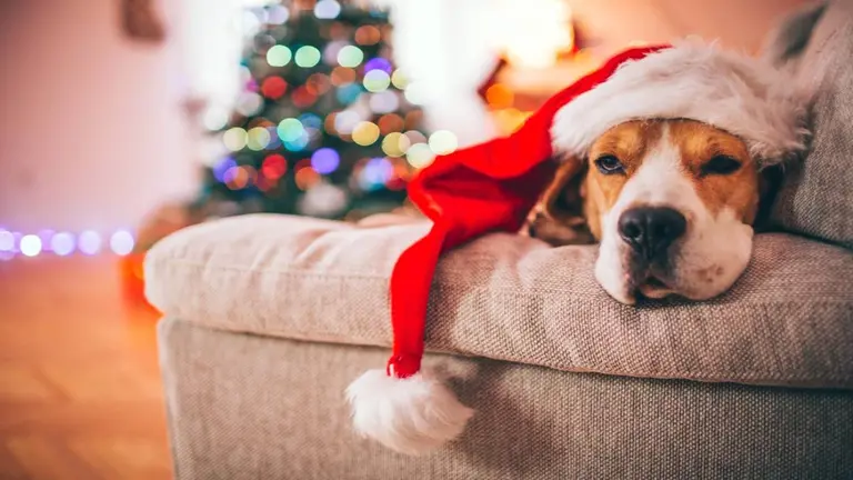Imagen referencial de un perro durante la Navidad. HORGARMANIA