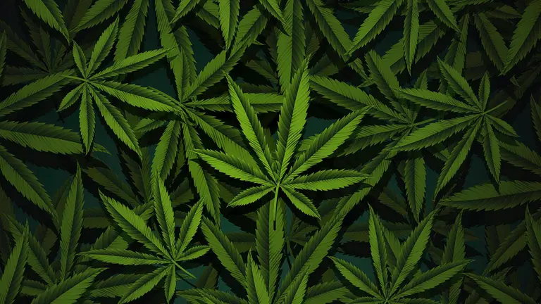 Foto ilustrativa de la cannabis./ FREEPIK