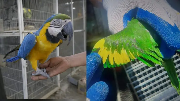 Animales rescatados en Cochabamba./ GOBERNACI&Oacute;N DE COCHABAMBA
