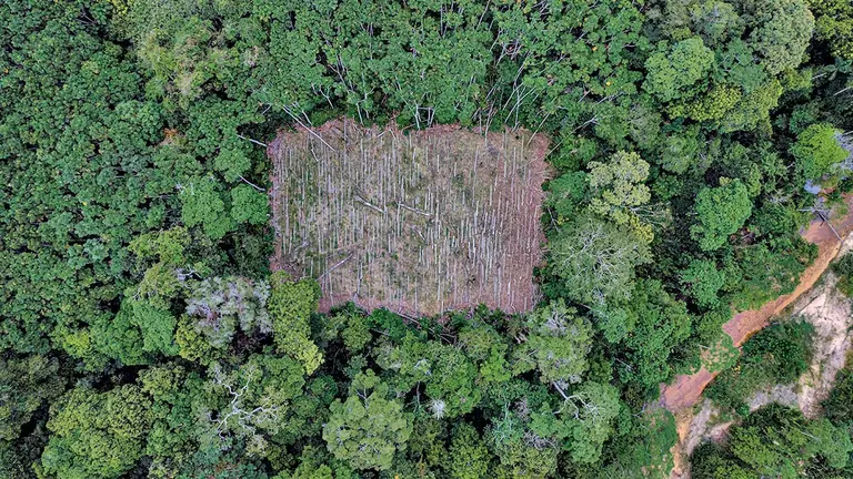 Deforestaci&oacute;n para sembrar coca en medio del &aacute;rea protegidal Tipnis./ MARCELO DEL CARPIO