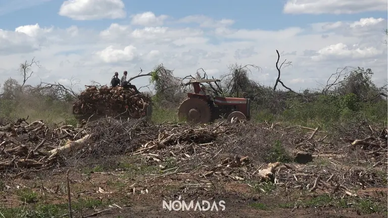 Menonitas de Bolivia expanden la frontera agr&iacute;cola. REVISTA N&Oacute;MADAS