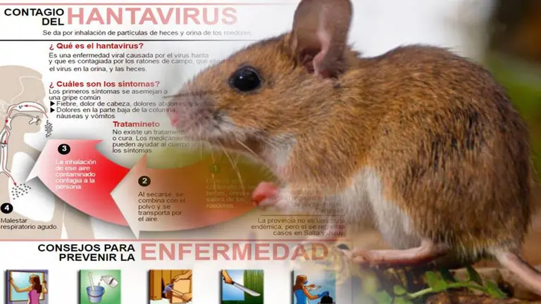Imagen sobre el hantavirus y sus perjuicios para la salud./ HOSPITAL JOS&Eacute; RAM&Oacute;N VIDAL