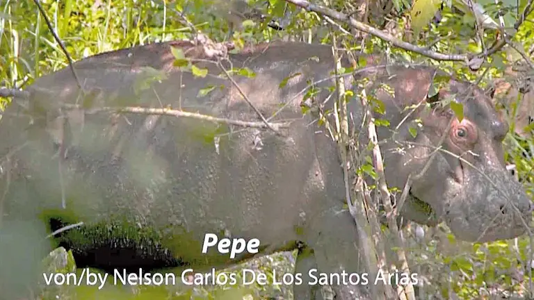 El filme dominicano &ldquo;Pepe&rdquo; es uno de los dos latinoamericanos en competencia oficial./ BERLINALEBERLINALE