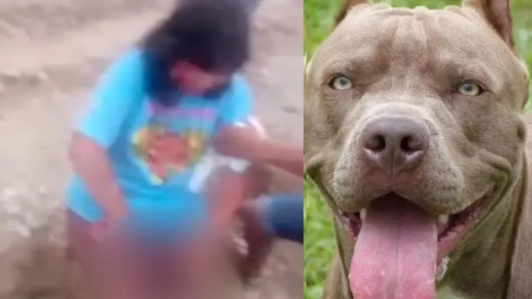 Cuatro perros, entre ellos un pitbull, atacan a una mujer de 54 años./ URGENTE.BO