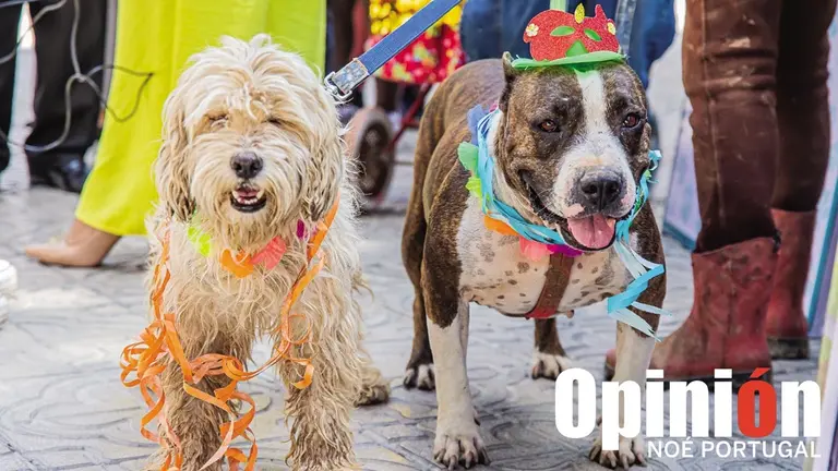 Dos canes, durante el lanzamiento del Corso de Mascotas. / NOÉ PORTUGAL