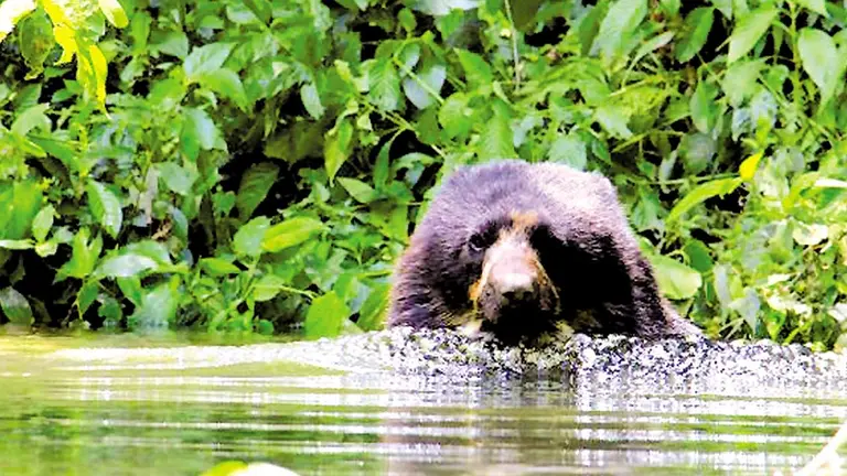 El Programa para la Conservaci&oacute;n de Carn&iacute;voros Andinos tiene el proyecto m&aacute;s grande de monitoreo de osos en Bolivia./ WHITLEY FUND FOR NATURE