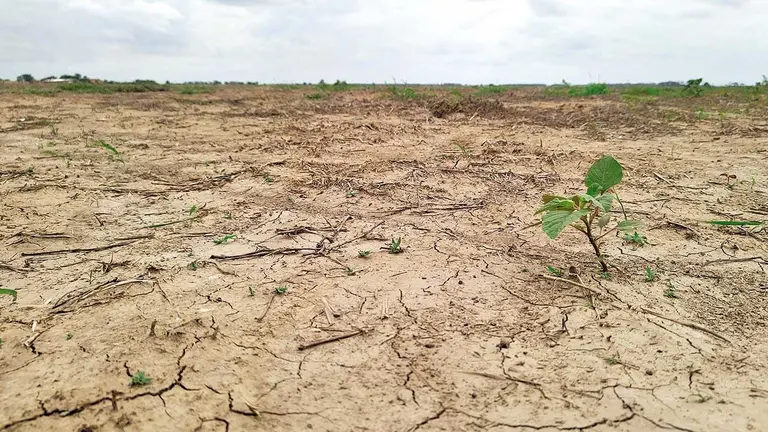 &iquest;Luz verde a la biotecnolog&iacute;a para soya en Bolivia?./ LAURA BUSTILLO VALENCIA
