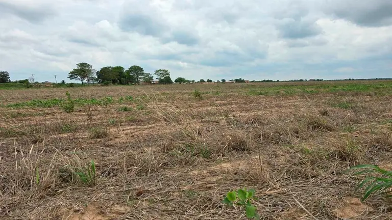 Un campo de sembrad&iacute;o de soya. CORTES&Iacute;A