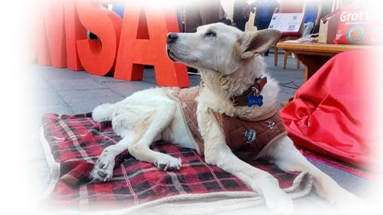 &lsquo;Adi&oacute;s, dulce guardi&aacute;n&rsquo;: UMSA despide a Galo, su mascota insignia