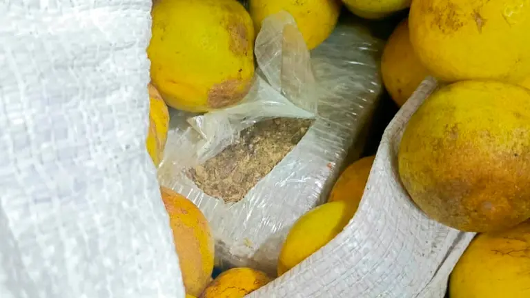 La droga camuflada en naranjas que fue hallada en la Terminal de Buses de Santa Cruz. URGENTE.BO