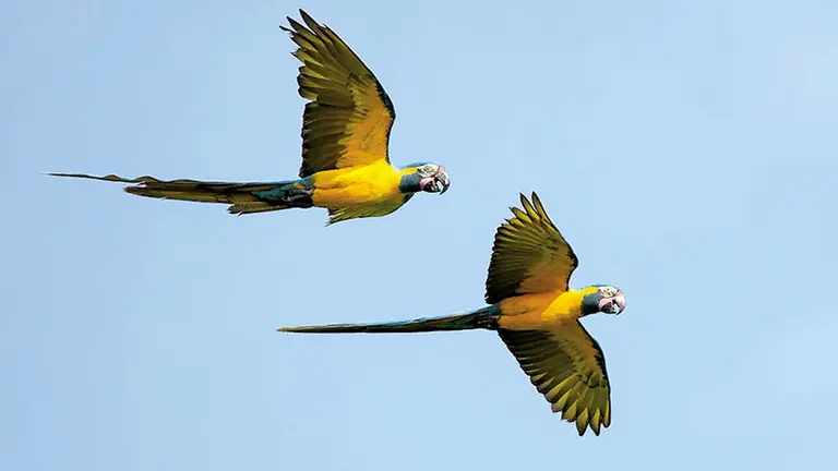 La paraba Barba Azul (Ara glaucogularis), un ave emblem&aacute;tica y end&eacute;mica de Bolivia./ ASOCIACI&Oacute;N ARMON&Iacute;A