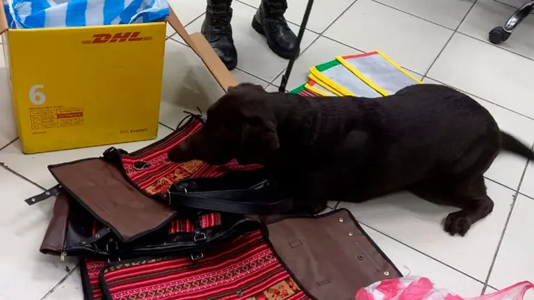 Gloria, el can antidrogas que logr&oacute; encontrar droga en unas carteras./ FELCN