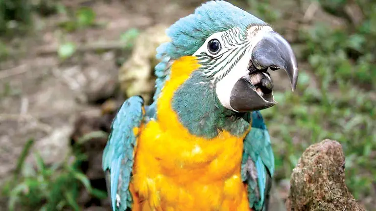 CONSERVACI&Oacute;N LOROS BO