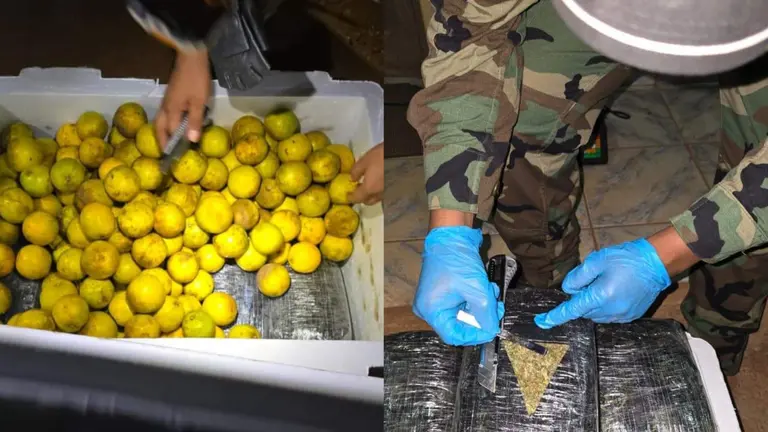 Paquetes de marihuana ocultos en encomienda de naranjas. FELCN