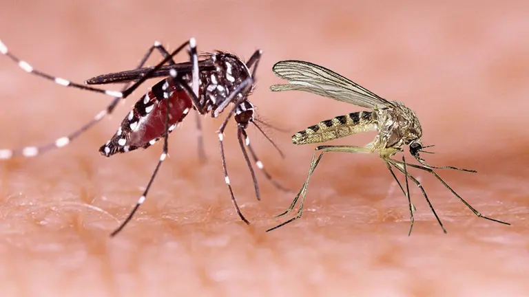 El vector Culex, el insecto transmisor del virus Oropouche (OROV) (d); y, el Aedes aegypti, portador del dengue (i). COMPOSICI&Oacute;N OPINI&Oacute;N