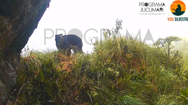 Captura de una de las c&aacute;maras trampa que capt&oacute; al oso andino en una quebrada. CAPTURA Programa Jucumari