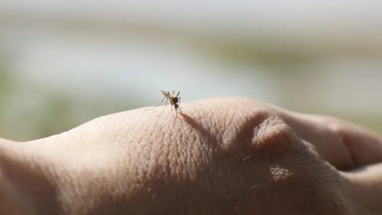 Un mosquito reposa sobre una mano, en ocasi&oacute;n de una campa&ntilde;a de fumigaci&oacute;n, en Cochabamba. APG