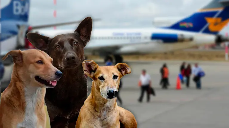 Una imagen compuesta de perros callejeros con una foto de el aeropuerto de El Alto. COMPOSICI&Oacute;N OPINI&Oacute;N