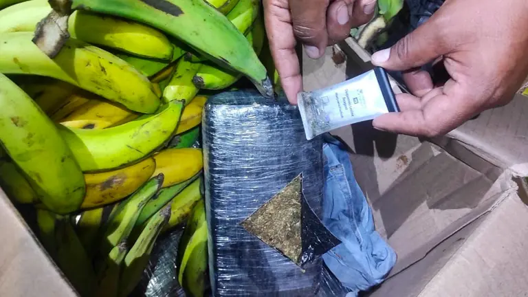 La marihuana en una de las cajas de fruta. FELCN